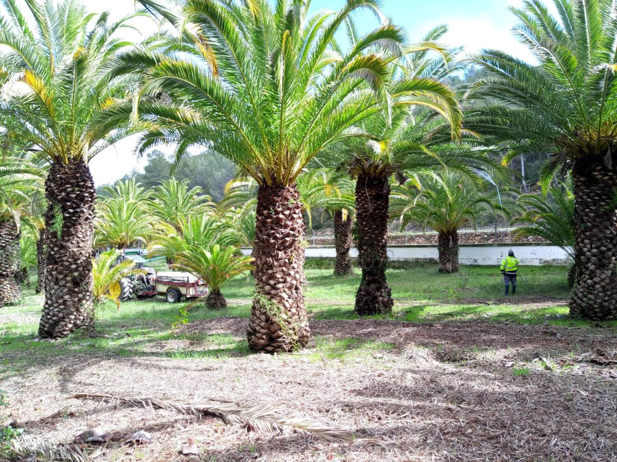 Segorbe trata sus palmeras con 10 millones de nemátodos contra el picudo rojo