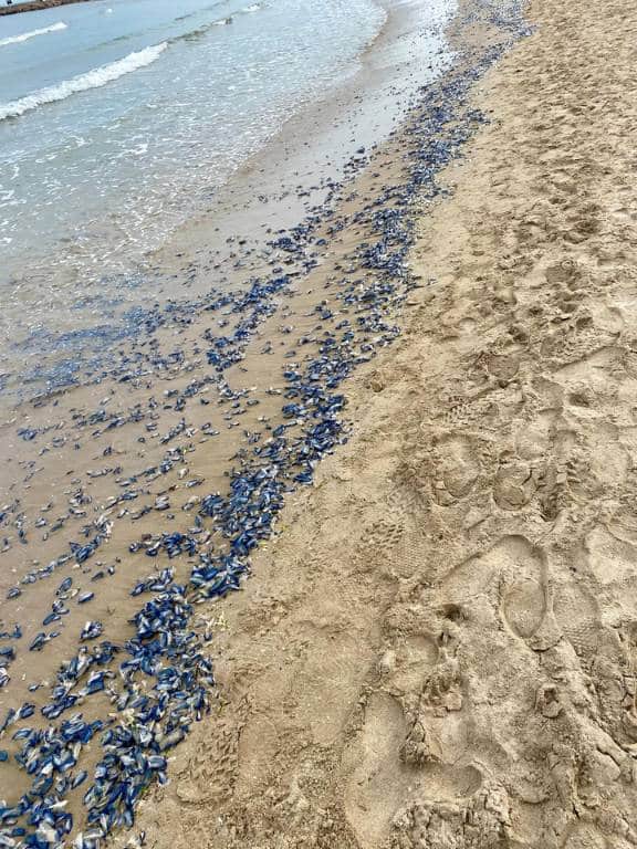 Durante los días previos, paseantes y bañistas notaron un "cambio en el color del agua, que adquirió un tono azul inusual".