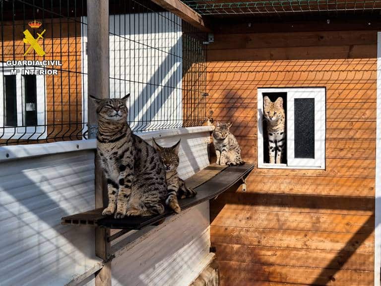 La Guardia Civil de Valencia ha detenido a dos personas que vendían a nivel internacional diferentes especies de animales a través de portales de internet
