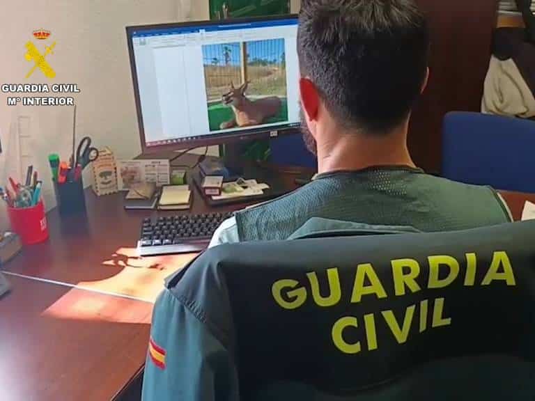 La Guardia Civil de Valencia ha detenido a dos personas que vendían a nivel internacional diferentes especies de animales a través de portales de internet