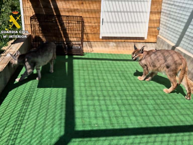 La Guardia Civil de Valencia ha detenido a dos personas que vendían a nivel internacional diferentes especies de animales a través de portales de internet