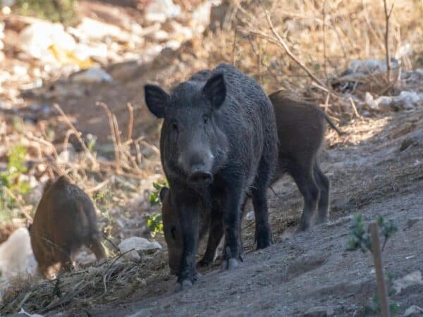 Generalitat aprobará medidas extraordinarias de caza y control de población de fauna Generalitat aprobará medidas extraordinarias de caza y control de población de fauna