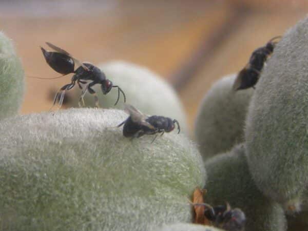 LA UNIÓ pide reparto gratuito de fitosanitarios para combatir la avispilla del almendro
