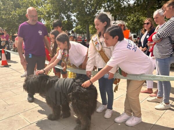 Perro y gatos sin hogar encuentran una familia en el Festival de Adopción de Benicàssim Perro y gatos sin hogar encuentran una familia en el Festival de Adopción de Benicàssim