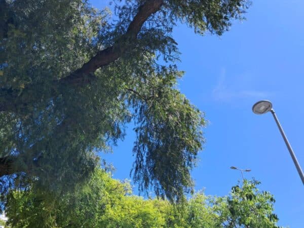 Aemet advierte de rachas muy fuertes de viento en el interior de Castellón