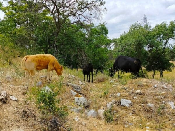 Alerta en un pueblo de Castellón por la fuga de varias vacas bravas