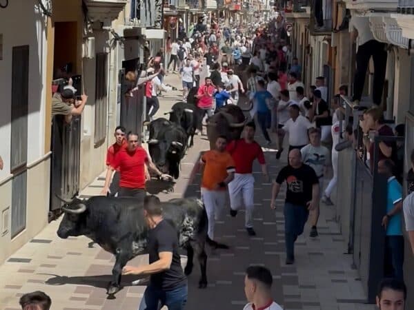 Almassora vive los ‘bous al carrer’ con un espectacular encierro de cerriles de Gerardo Ortega