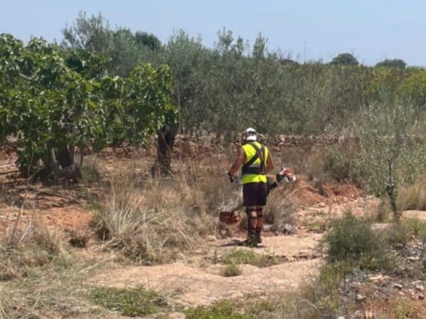 Betxí activa su programa de empleo agrario con 23 plazas disponibles