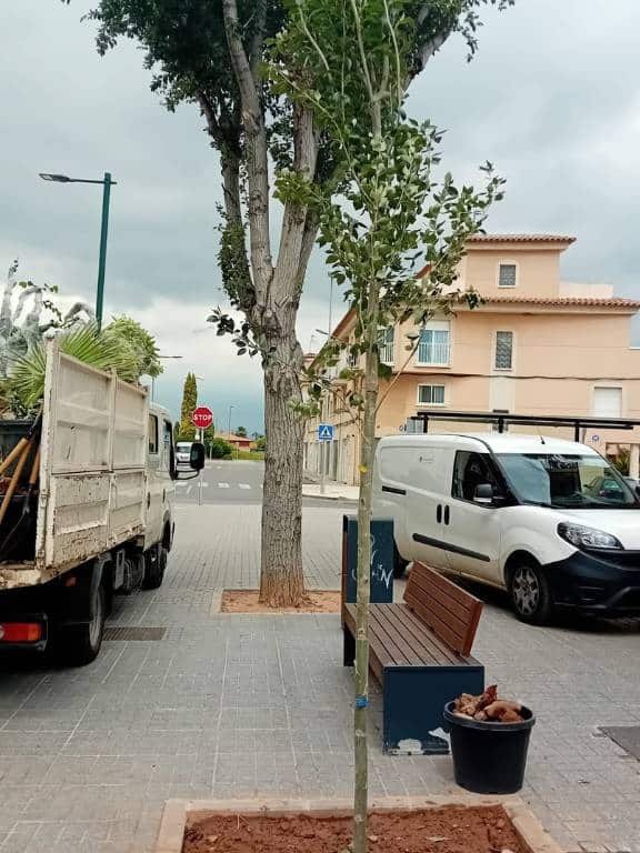 Las nuevas actuaciones incluyen la plantación de árboles en zonas estratégicas y la preparación del terreno para futuras reforestaciones en espacios urbanos consolidados.