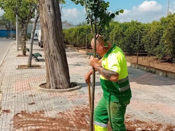 Burriana avanza en su plan de renaturalización urbana con nuevas plantaciones de arbolado