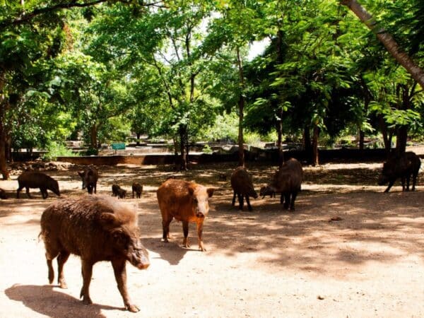 Burriana responde al aumento de jabalíes con medidas de control en zonas agrícolas y viales