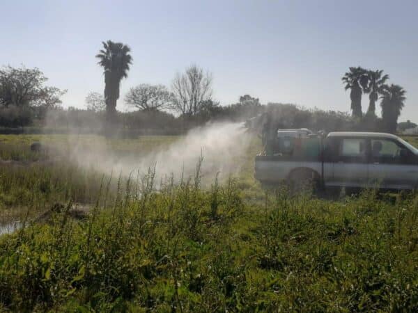 Castellón continúa con la prevención de mosquitos en la marjal, el Grao y los imbornales de la ciudad Castellón continúa con la prevención de mosquitos en la marjal, el Grao y los imbornales de la ciudad