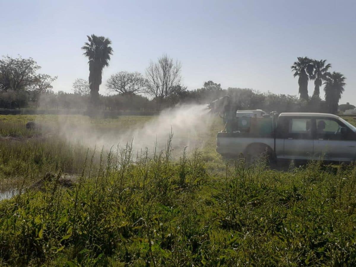 Castellón continúa con la prevención de mosquitos en la marjal, el Grao y los imbornales de la ciudad