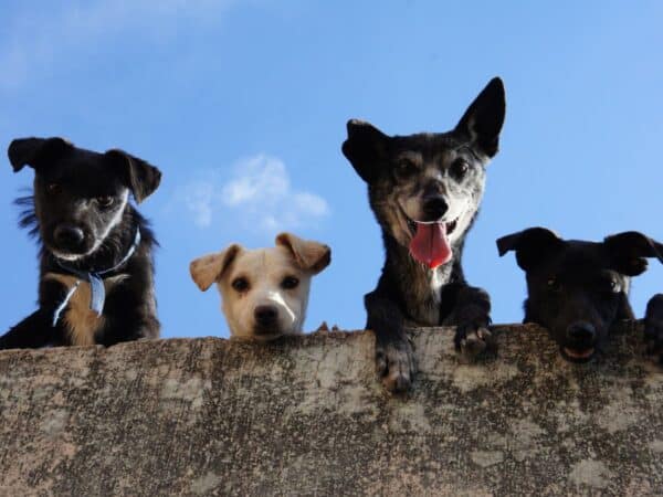 Compromís per Vila-real reclama adaptar las políticas municipales a la Ley de Bienestar Animal