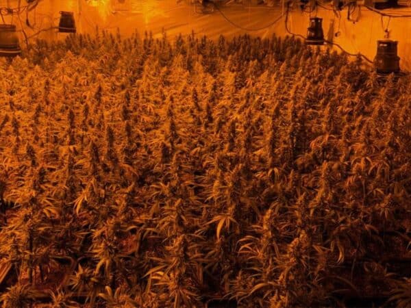 Cuatro detenidos en Castellón y Vila-real con 18.867 plantas de marihuana en 4 naves
