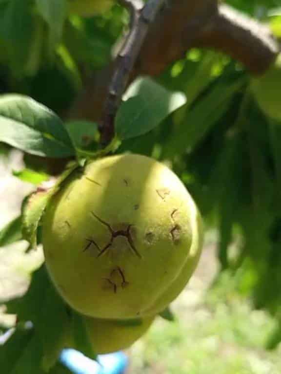 Este evento se suma a una serie de tormentas de granizo que han golpeado el campo valenciano en las últimas semanas.