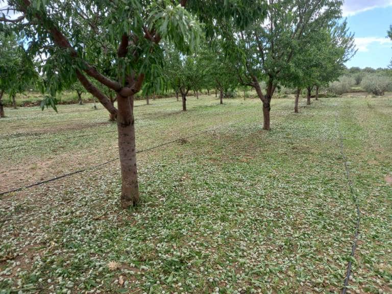 Este evento se suma a una serie de tormentas de granizo que han golpeado el campo valenciano en las últimas semanas.