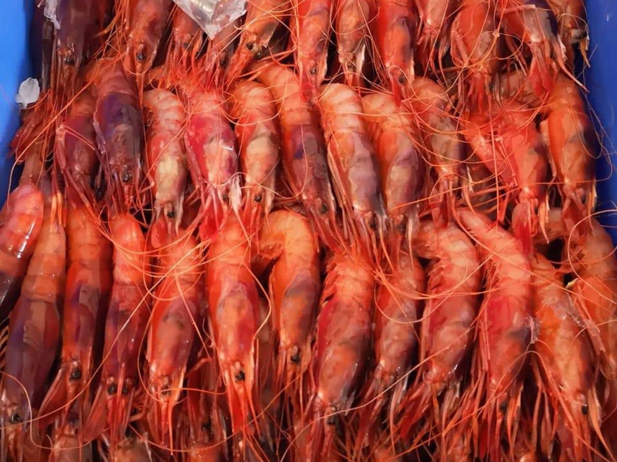 El Consell recurrirá la orden de reducción de pesca de gamba roja en la Comunitat Valenciana