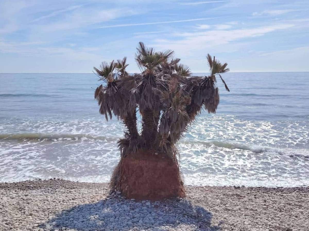 La famosa palmera ‘Chiquitín’ de Oropesa del Mar ya tiene su nuevo hogar