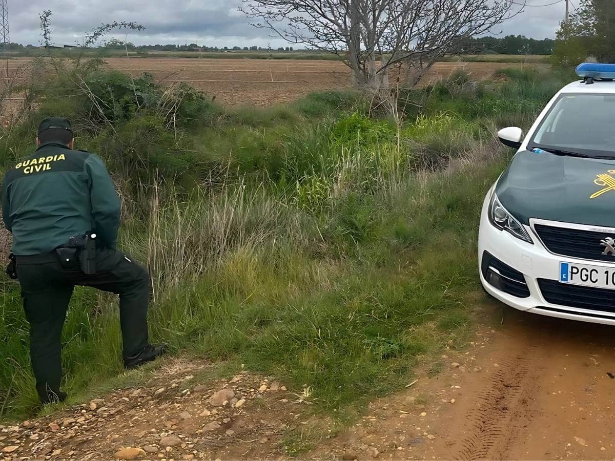 Tres vacas bravas siguen sueltas en Castellón tras su espectacular fuga en La Salzadella