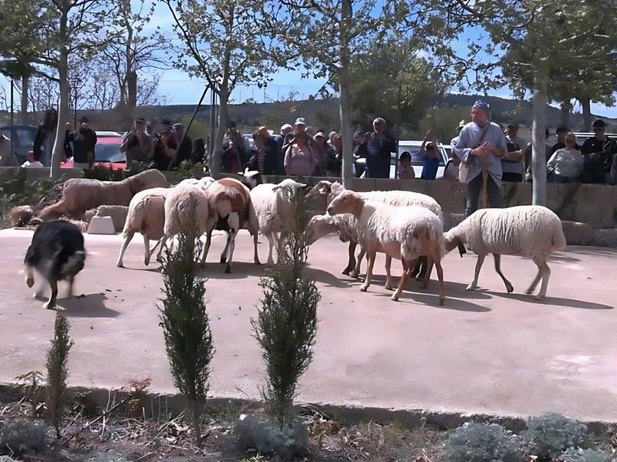 Vilafranca celebra la II Feria de la Oveja y la Cabra: un homenaje al sector ganadero